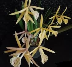 Bc. Yellow Bird "Tigertail" AM/AOS