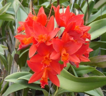 Potinara Shinfong Dawn