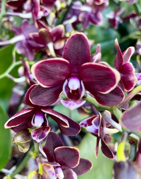 Phalaenopsis Sogo Banana Chocolate
