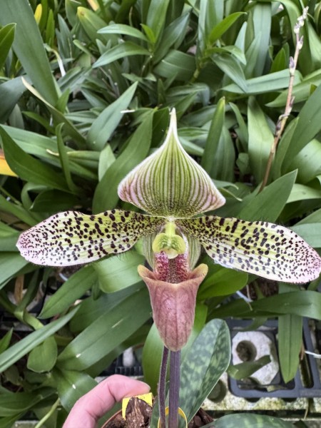 Paphiopedilum Debbie Robinson x Samba Teresa "Wild Green"