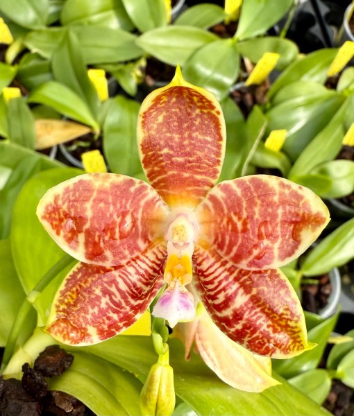 Phalaenopsis (Yin´s Green Jewel x Princess Kaiulani) x (Macassar x venosa)