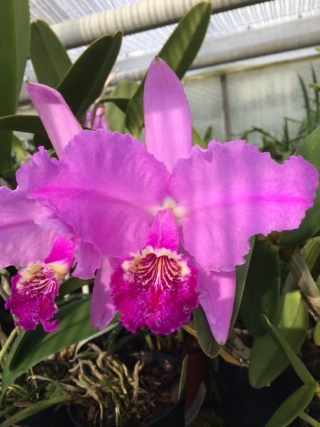 Cattleya lueddemanniana "Rubra" x "Rubra"