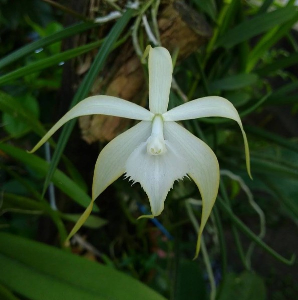 Brassavola Little Yaki