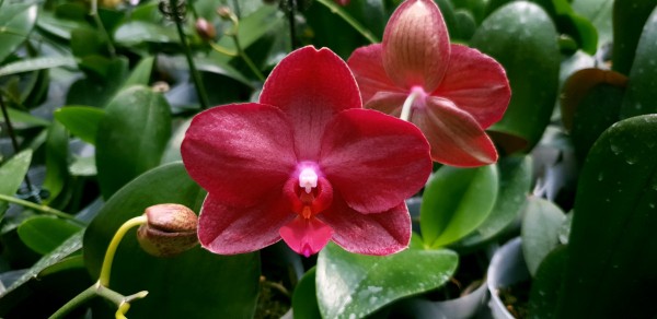Phalaenopsis Allura "Shiraz"