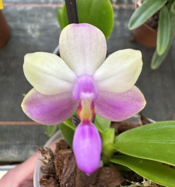 Doritaenopsis Purple Martin x Phalaenopsis Yang Yang Blueberry "Blue"