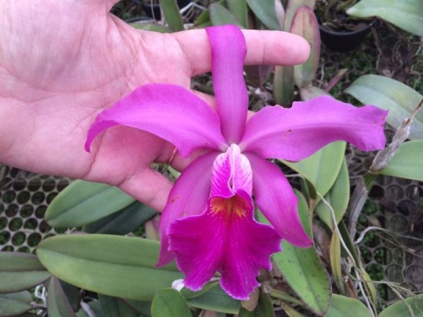 Cattleya Whitei "Tipo"