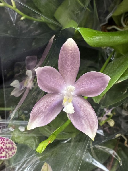 Phalaenopsis speciosa "Mauve"