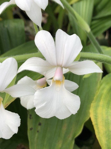 Calanthe Brigitte Frehsonke