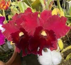 Blc. Rugeley's Mill Mendenhall
