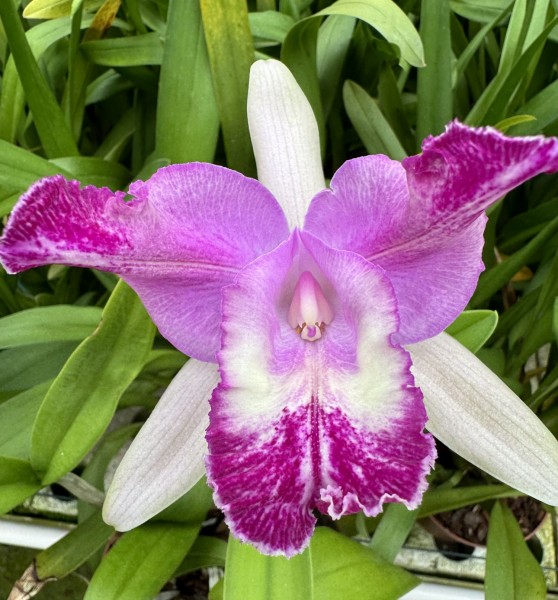 Cattleya Suavior (intermedia x mendelii)