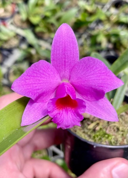 Laelia alaorii x Sl. Orpettii