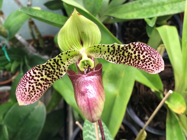 Paphiopedilum Duguesclin