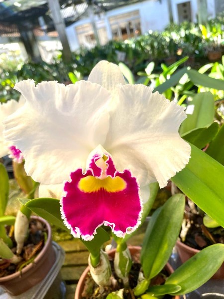 Lc. Melody Fair "Mishima"