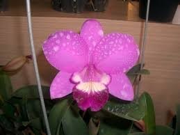 Lc. Exotic Smile "Sailing"