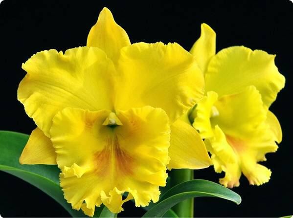 Blc. Haadyai Delight
