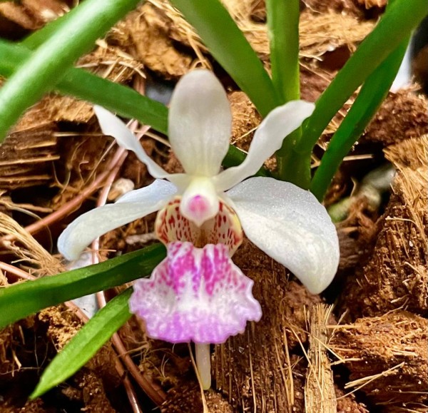 Holcoglossum lingulatum x kimballianum