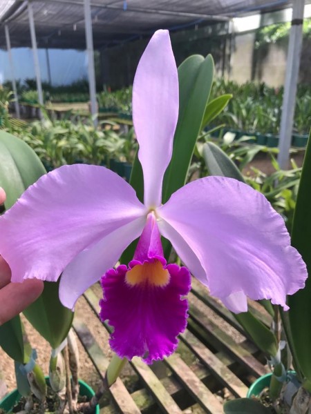Lc. Bella
