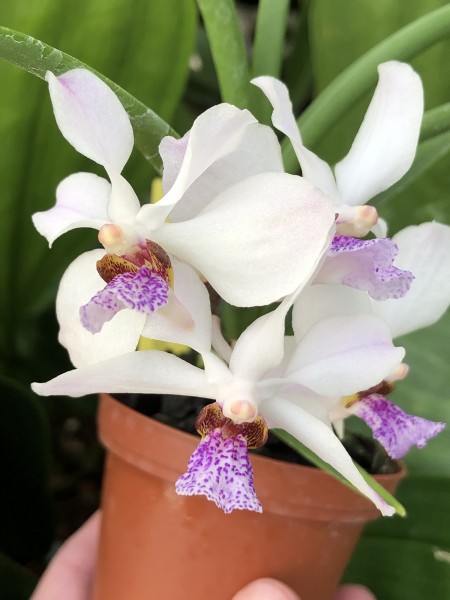 Vanda Bavarian Blue x Holcoglossum wangii