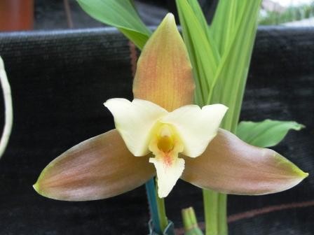 Lycaste x niesseniae