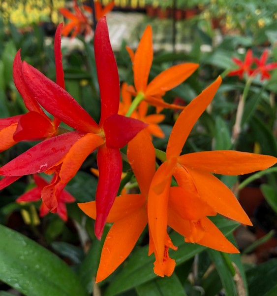 Lc. Blazing Treat