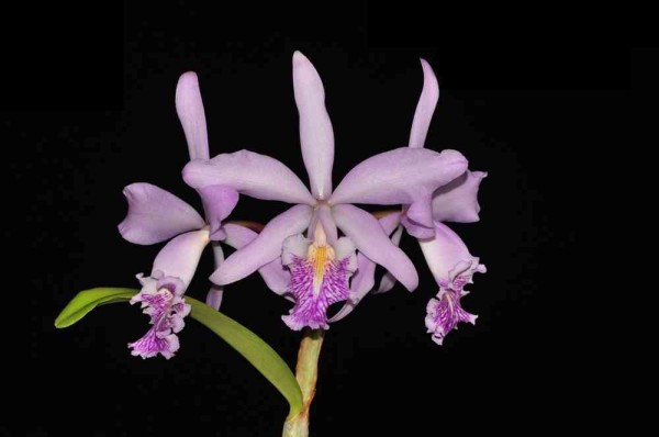 Lc. Sibyl