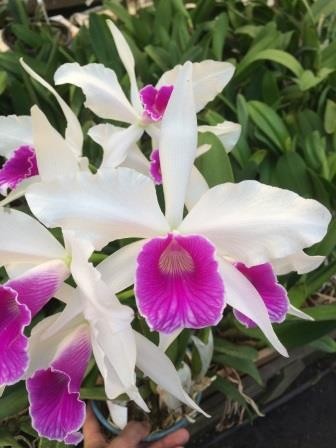 Laelia purpurata var. Roxo-Bispo "Sao Jorge" x "'#1"