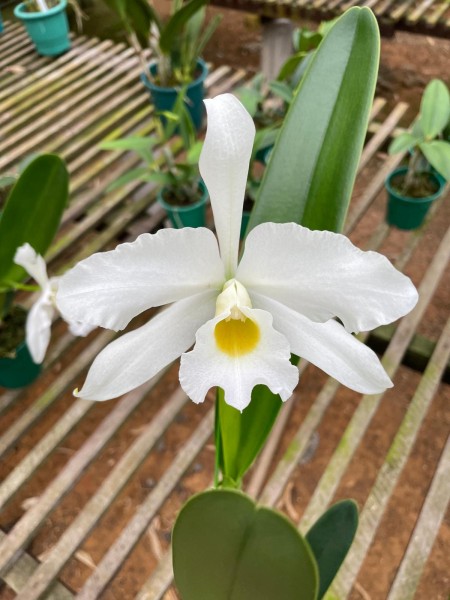 Lc. C.G. Roebling "Alba"