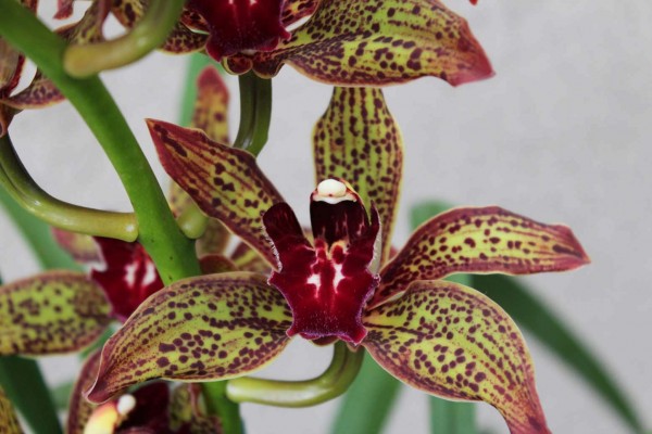 Cymbidium Beatriz Kunning "Arabotanica"