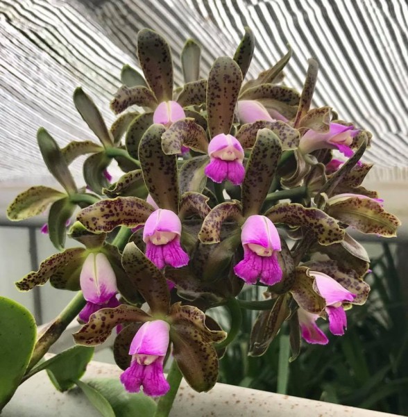 Cattleya leopoldii