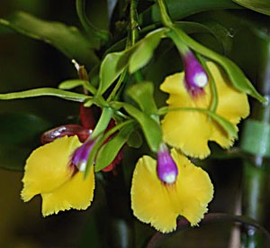 Epc. Rene Marques "Flame Thrower" HCC/AOS