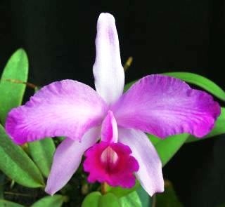 Cattleya lawrenceana ("Aguinada" x "Flamea")