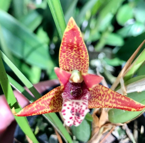 Maxillaria tenuifolia