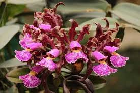 Cattleya schilleriana "ES" x "Labelao"