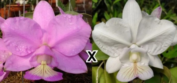 Cattleya nobilior "Rei do Cerrado" x ("Deolanda" x "Gnomos")