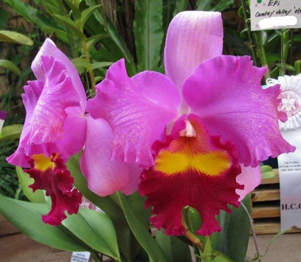 Potinara (Rlc.)Taichung Beauty