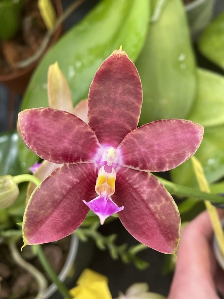 Phalaenopsis Yaphon Twisted Roll x (Zheng Min Tyrannosaurus x Dragon Tree Eagle)