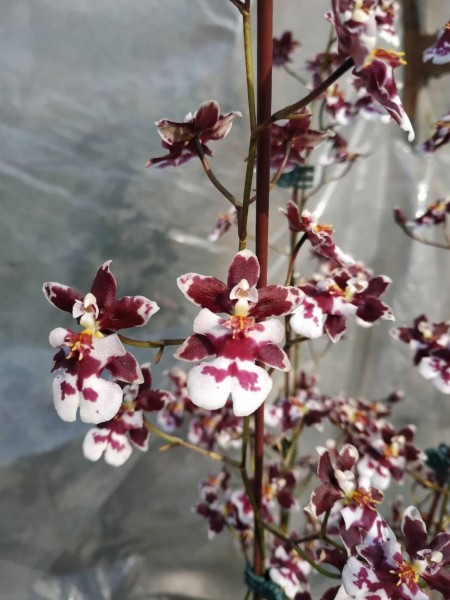 Oncidium Tariflor "Butterfly"