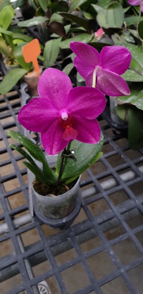 Phalaenopsis Allura "Bubblegum"