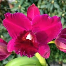 Blc. (Rlc.) Hsinying Scarlet "Cherry"