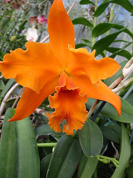 Potinara Magic of Granada `True Orange`