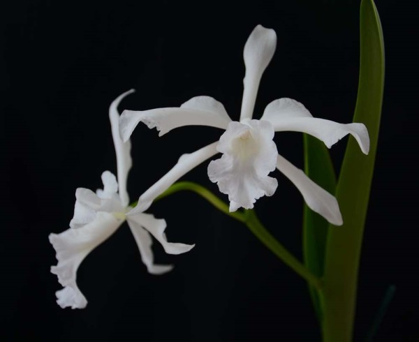 Laelia Pulcherrima var. Alba