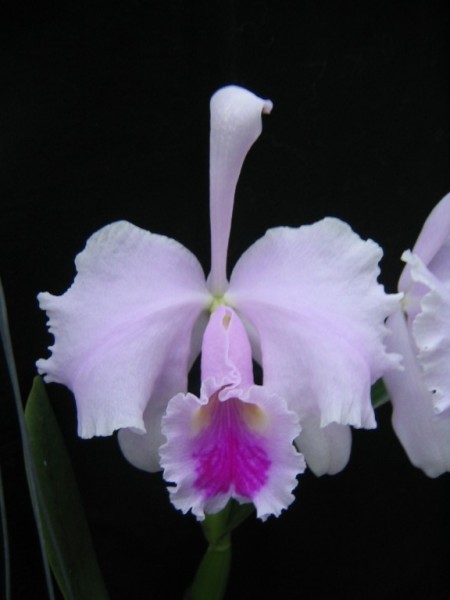 Cattleya trianae ("Mario Arrunda" x "Orion")