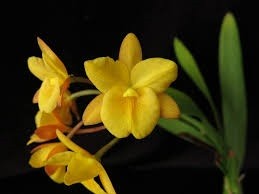 Cattleytonia Why Not "Yellow Kitty"