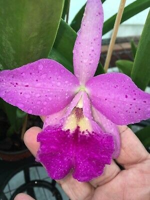 Bc. Kina Hamaya
