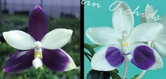 Phalaenopsis Lioulin Blue Jenny x Lioulin Blue Jenny