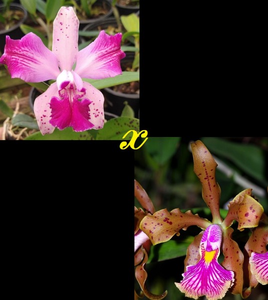 Cattleya Interglossa x Cattleya Frankeana