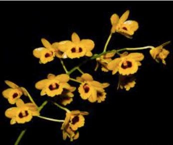 Dendrobium chrysotoxum var. suavissimum