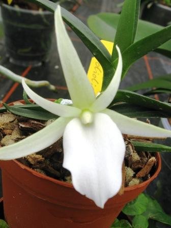 Angraecum didieri
