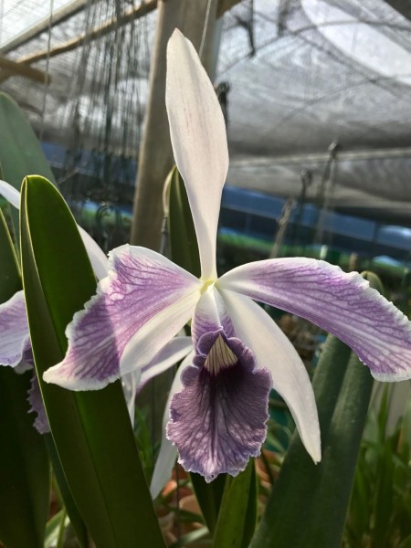 Laelia purpurata var. Werkhaeuseri "Striata"