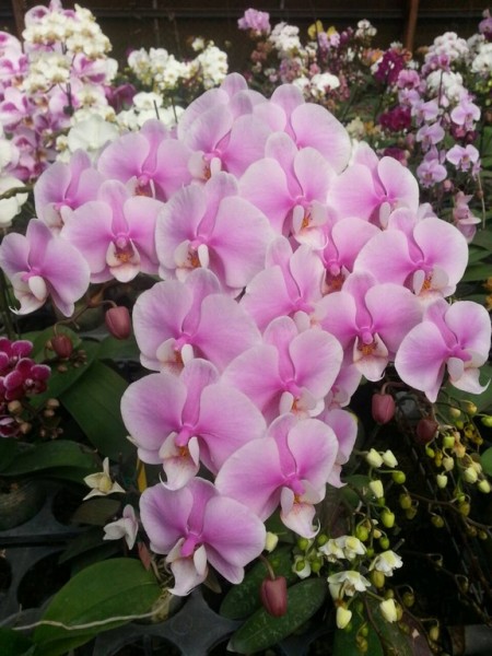 Phalaenopsis Allura "Lady Margaret II"